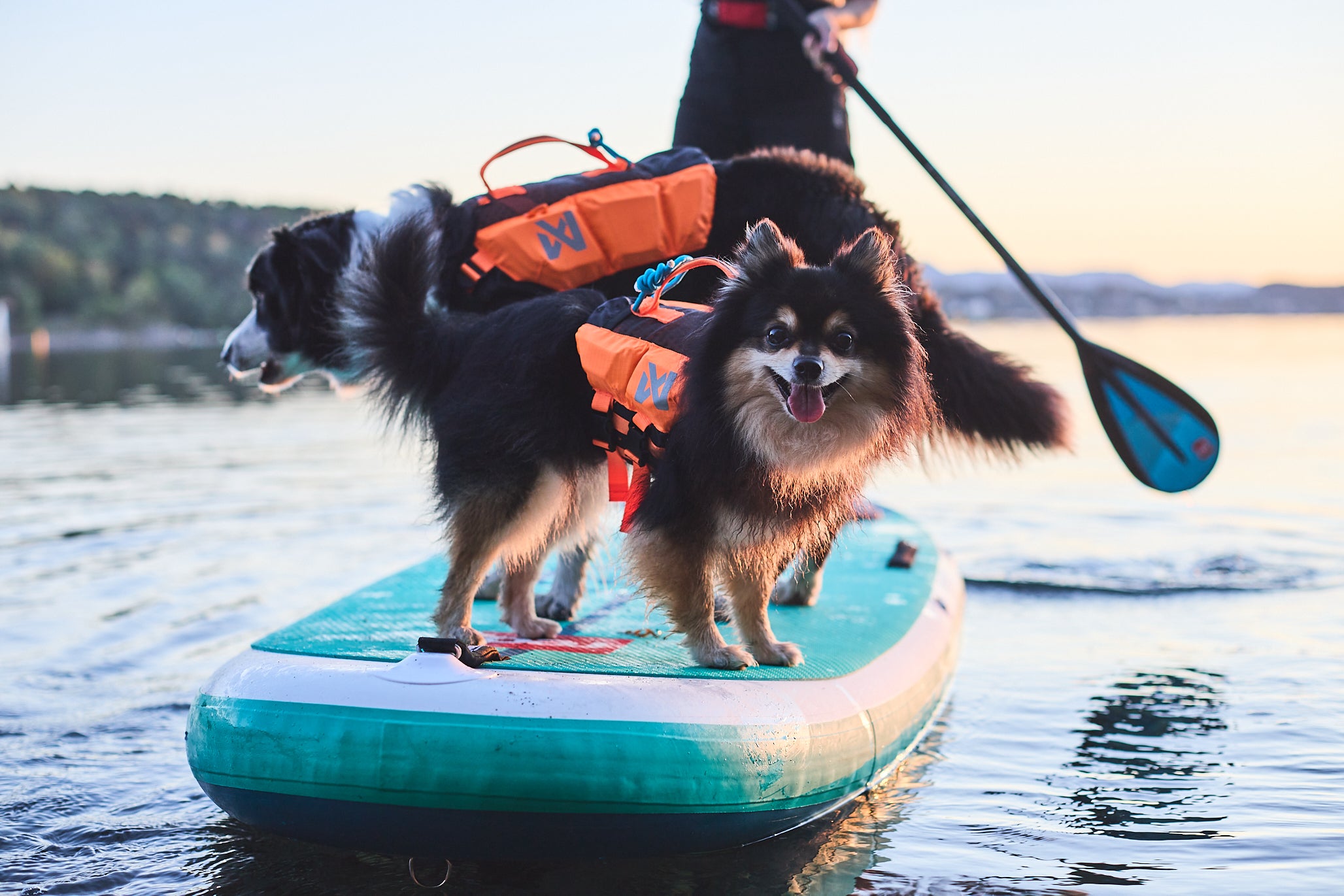 Protector life jacket - Redningsvest til hund
