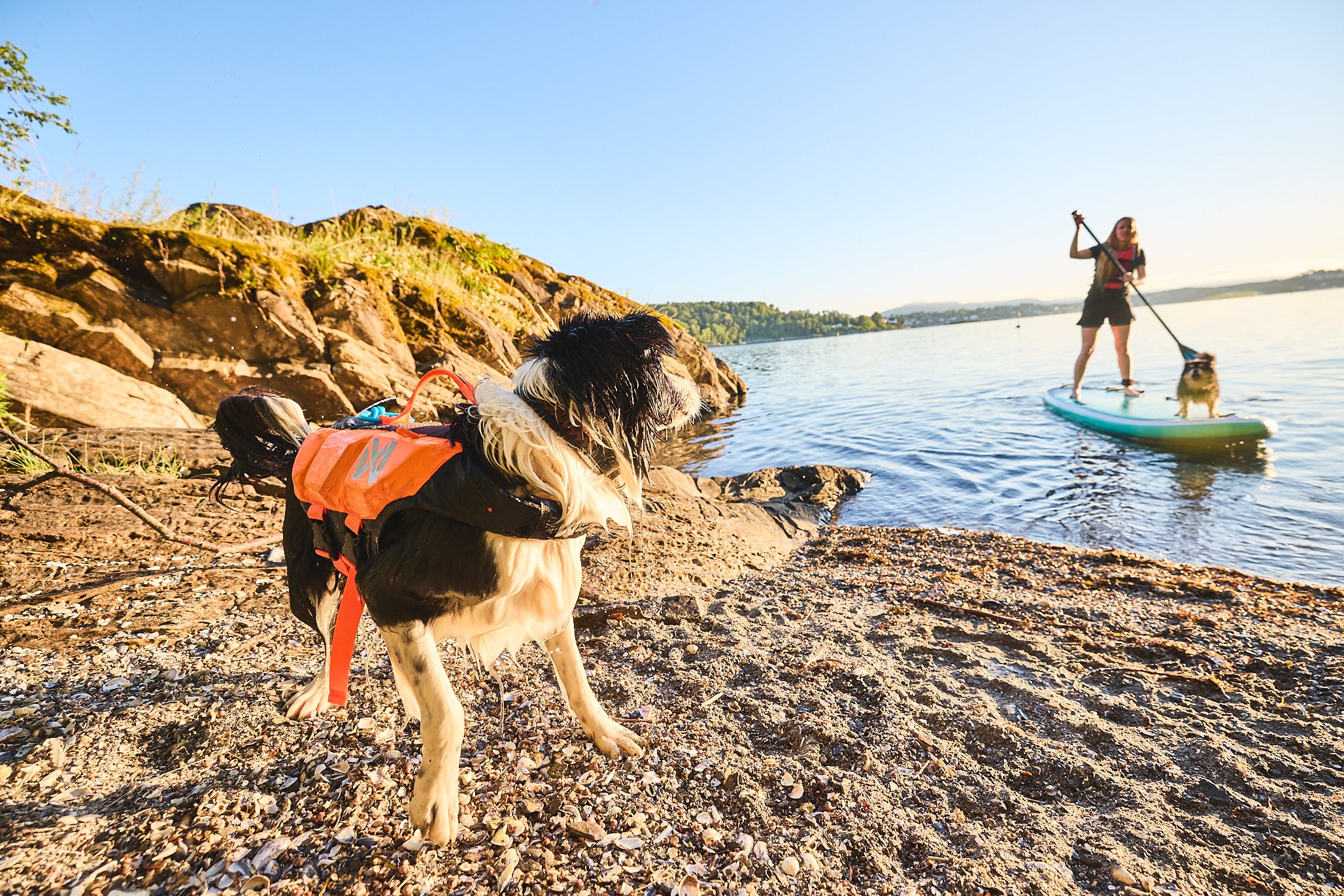 Protector life jacket - Redningsvest til hund