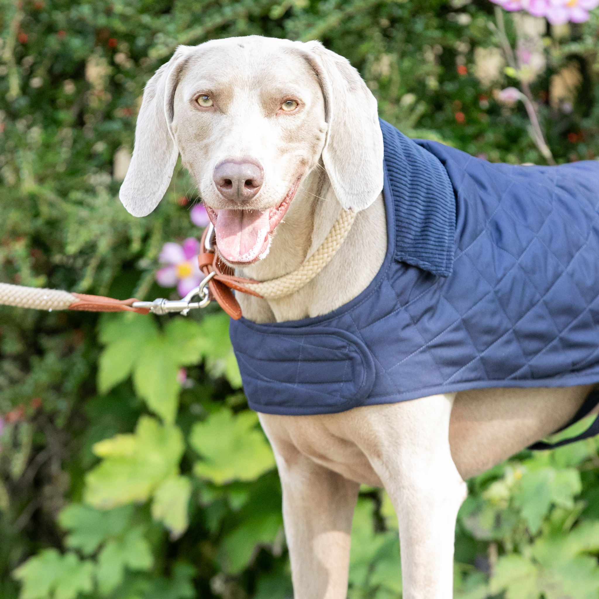 Hackett x Hugo & Hudson – Vattert hundejakke (Navy)