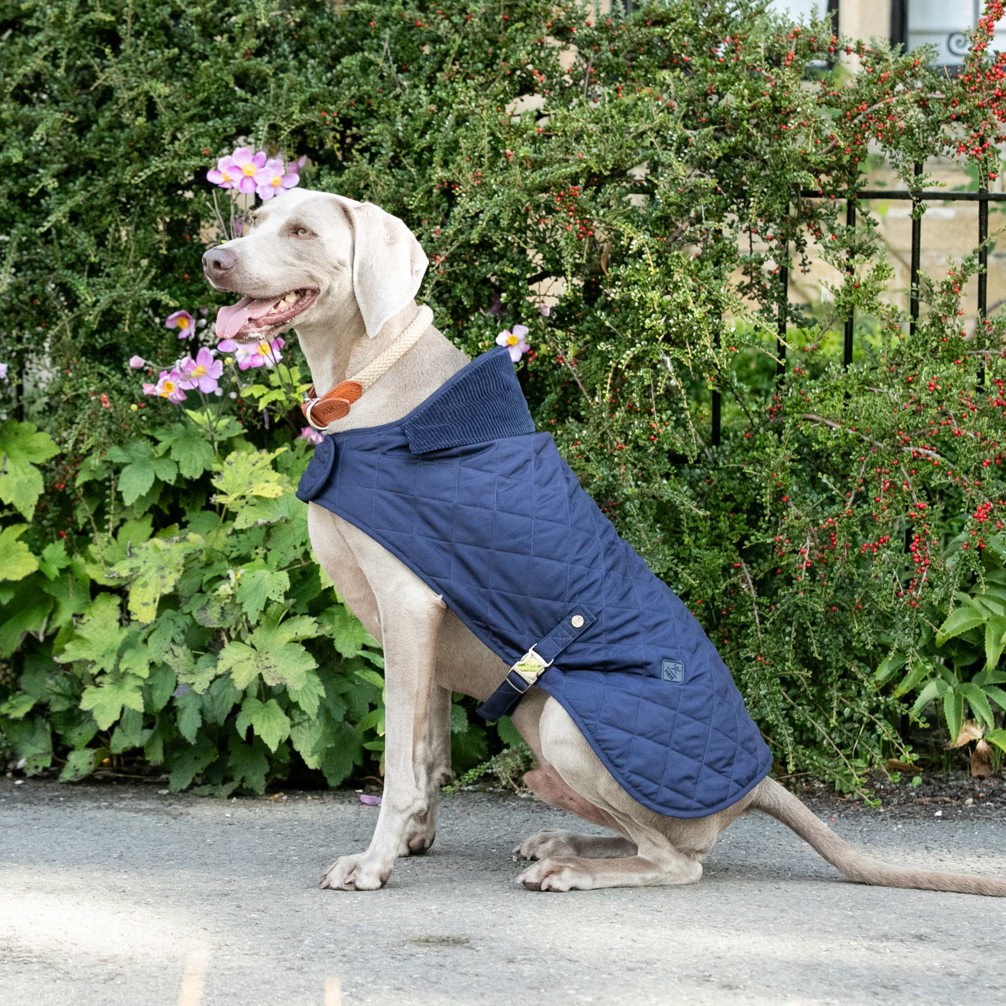 Hackett x Hugo & Hudson – Vattert hundejakke (Navy)