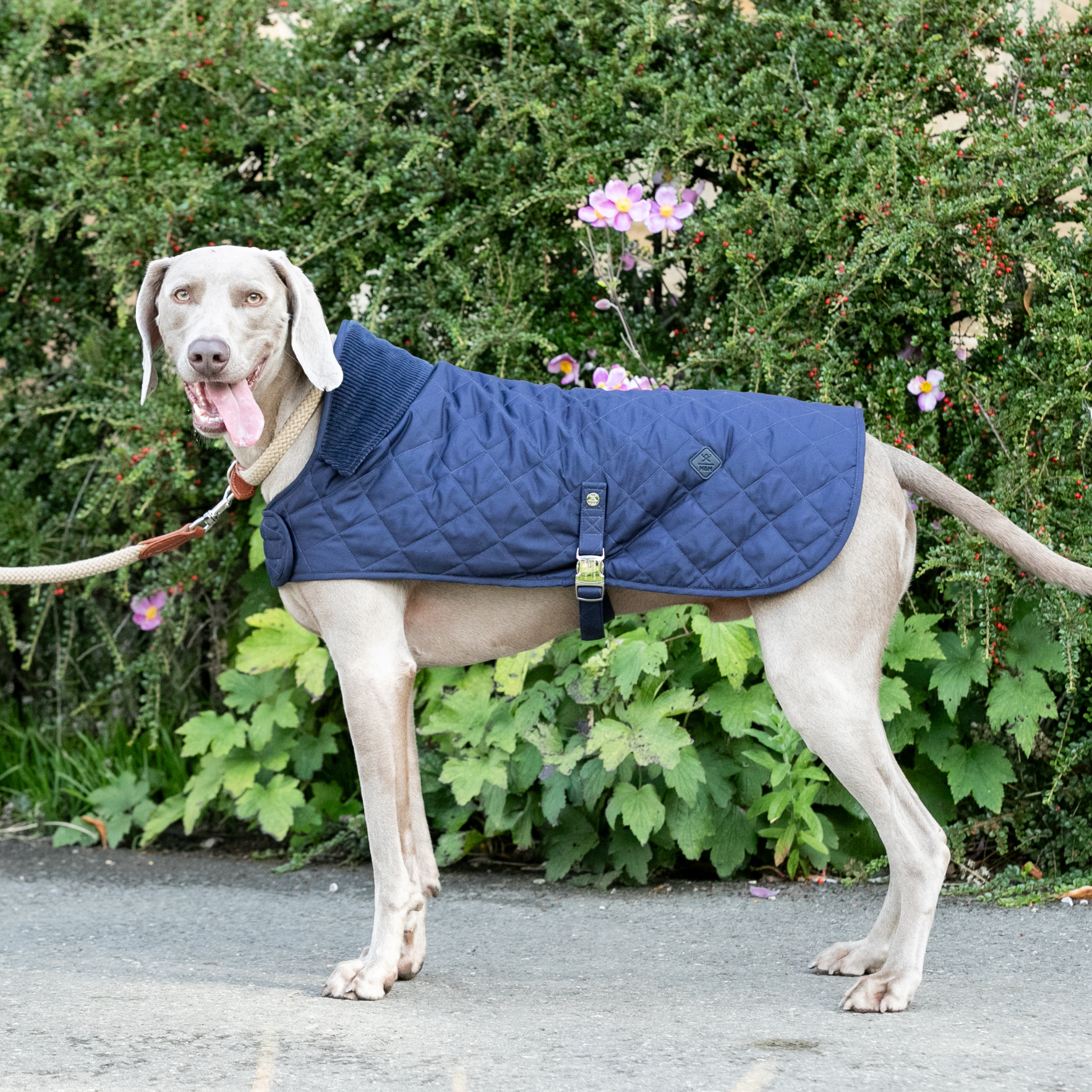 Hackett x Hugo & Hudson – Vattert hundejakke (Navy)