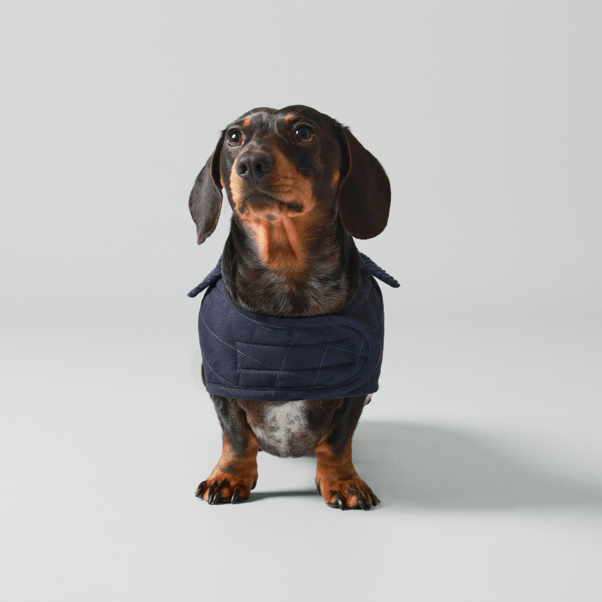 Hackett x Hugo & Hudson – Vattert hundejakke (Navy)