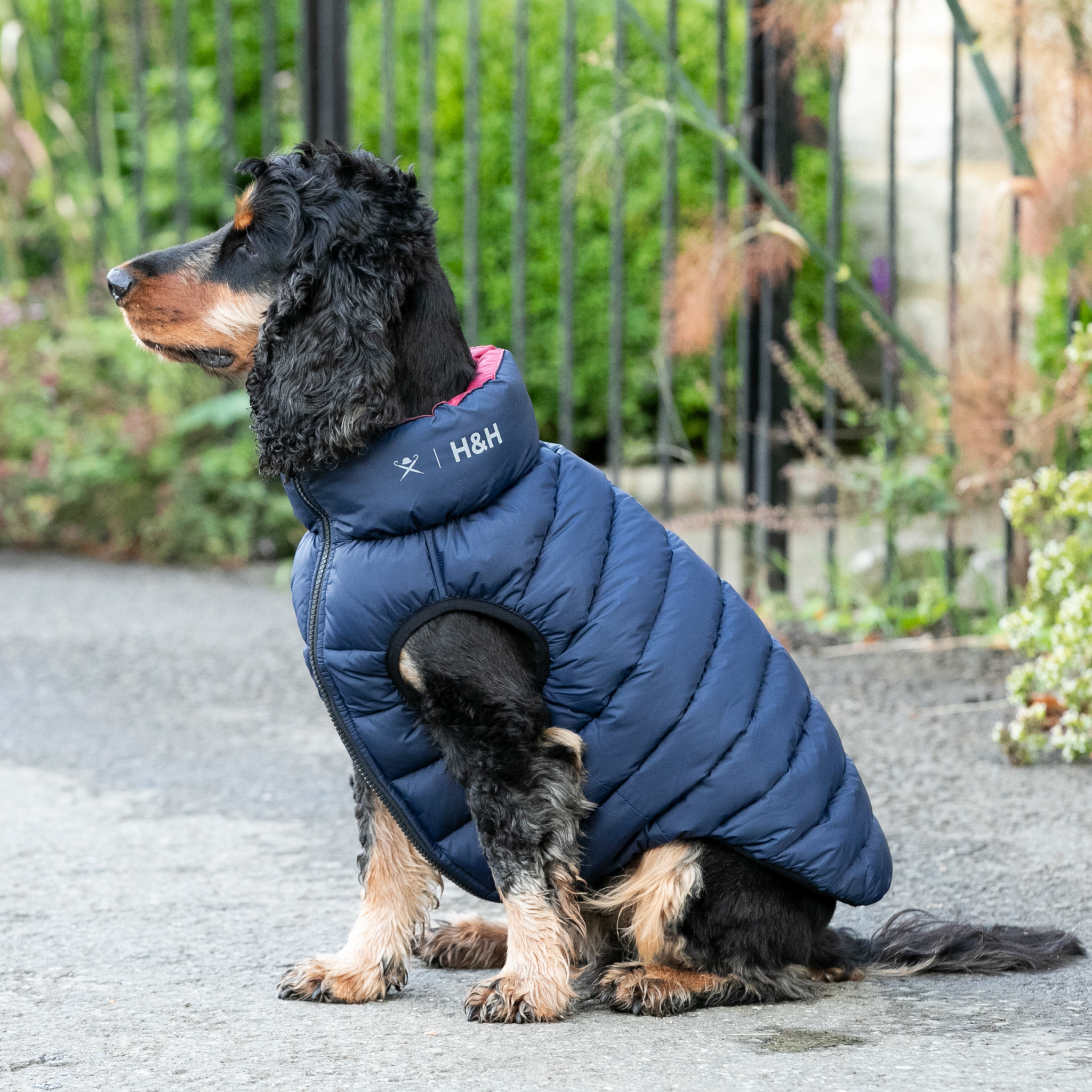 Hackett x Hugo & Hudson – Vendbar hundejakke (Navy & Berry)