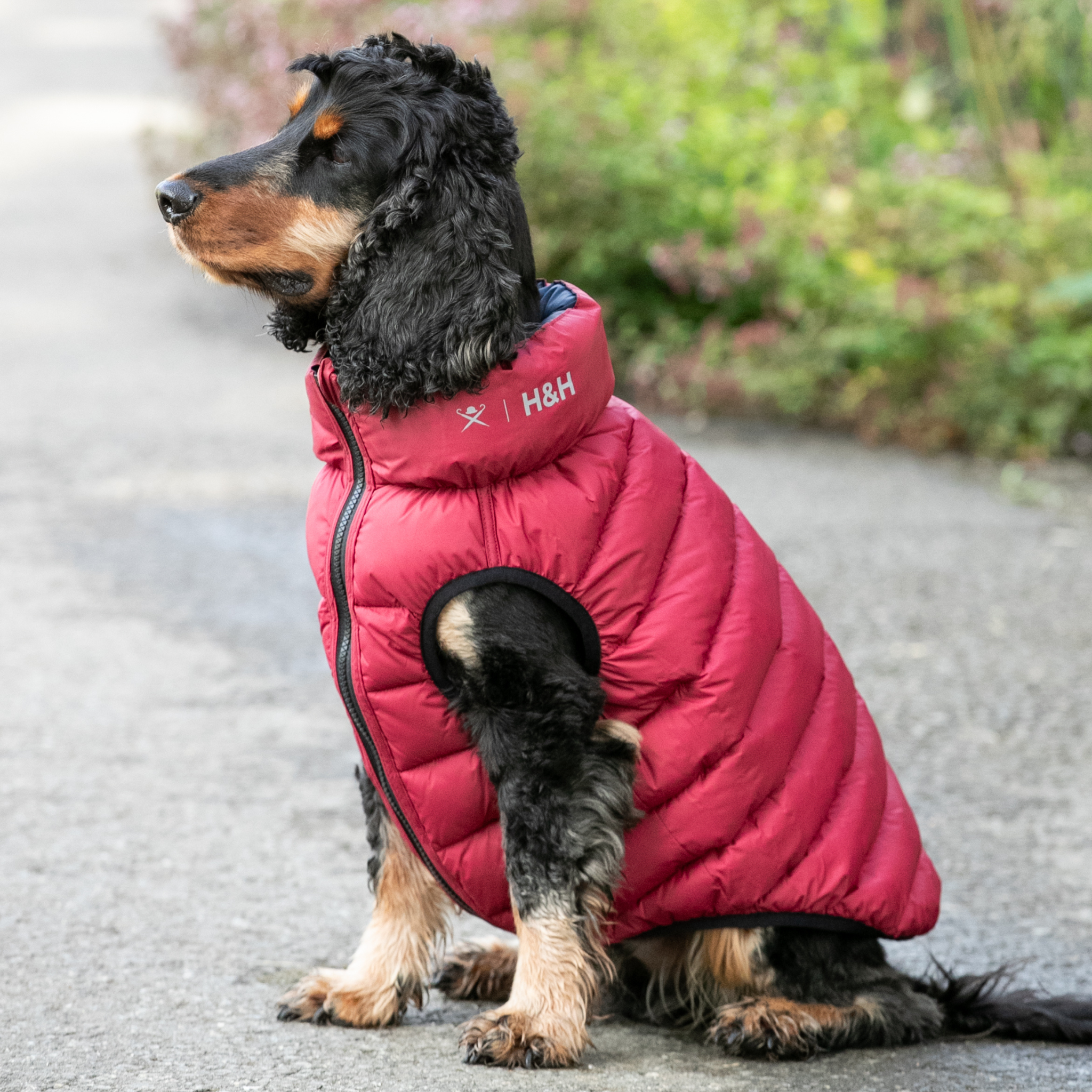 Hackett x Hugo & Hudson – Vendbar hundejakke (Navy & Berry)