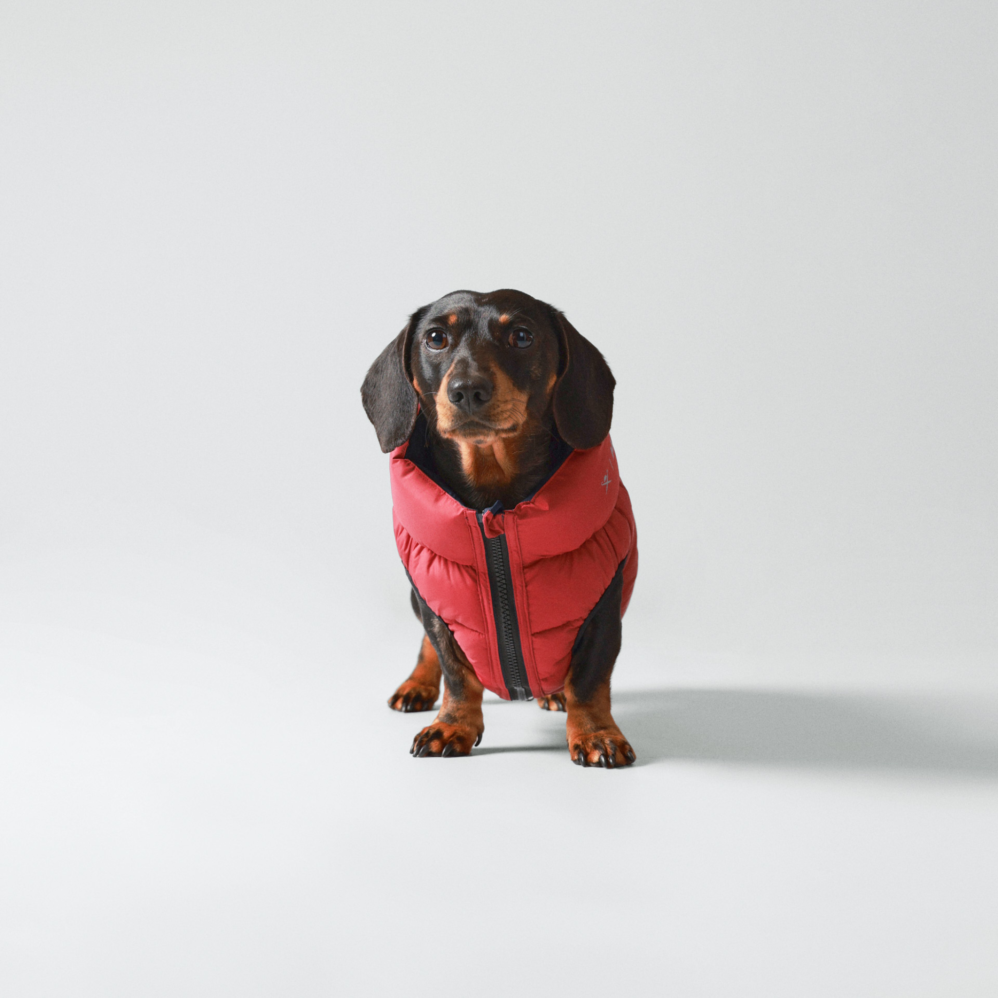 Hackett x Hugo & Hudson – Vendbar hundejakke (Navy & Berry)