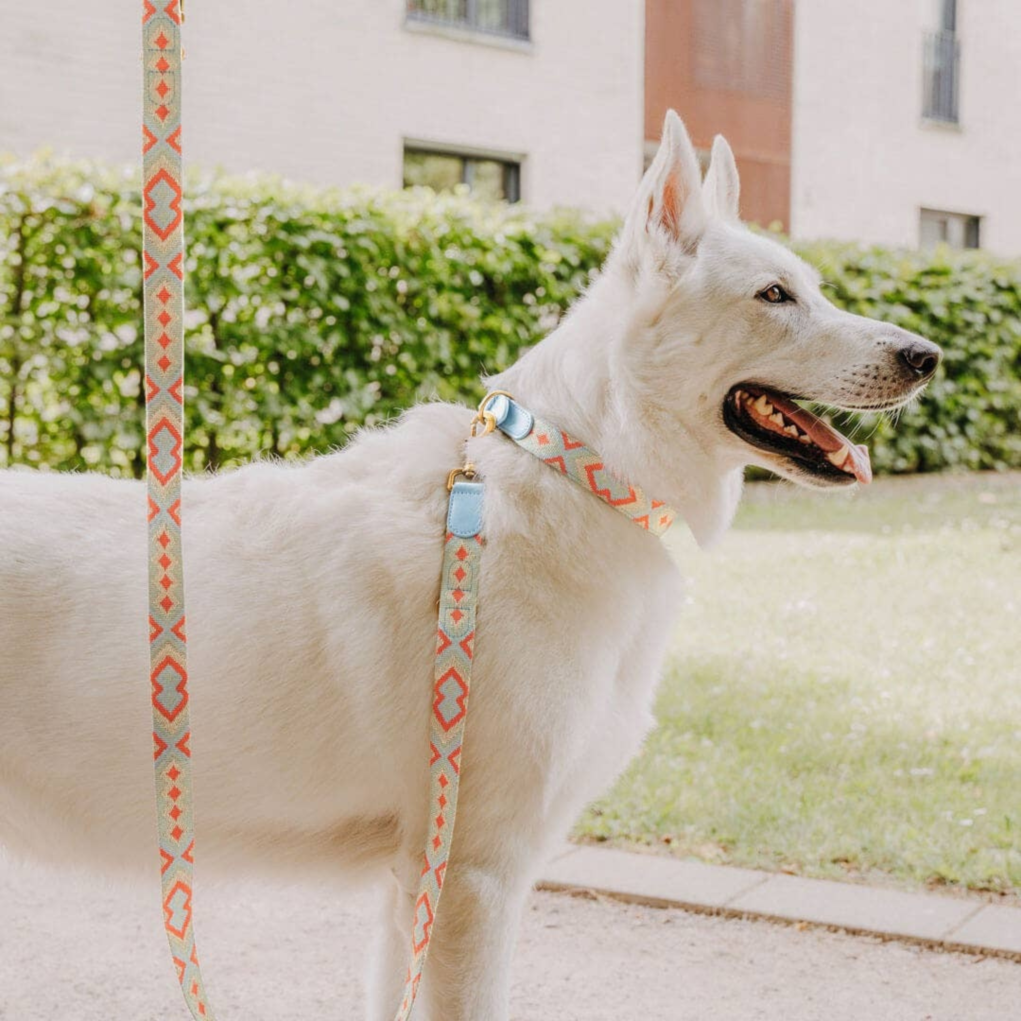 Hey Lana - Justerbart hundebånd 2m | Coral/Blue