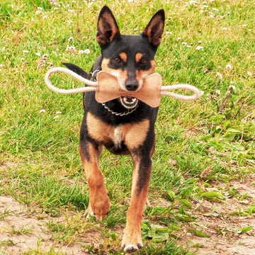 Semsket skinn Hundebein leke