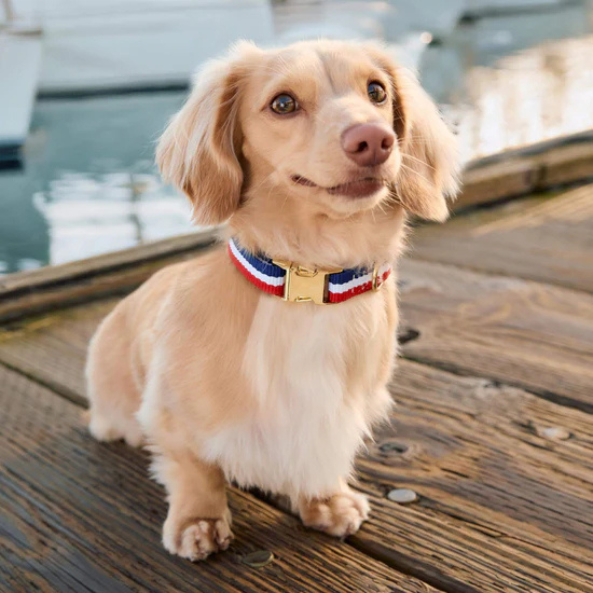 Newport Striped - Hundehalsbånd