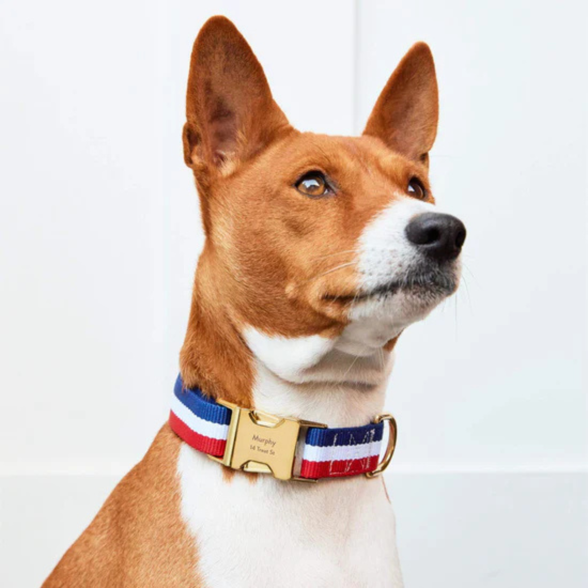 Newport Striped - Hundehalsbånd