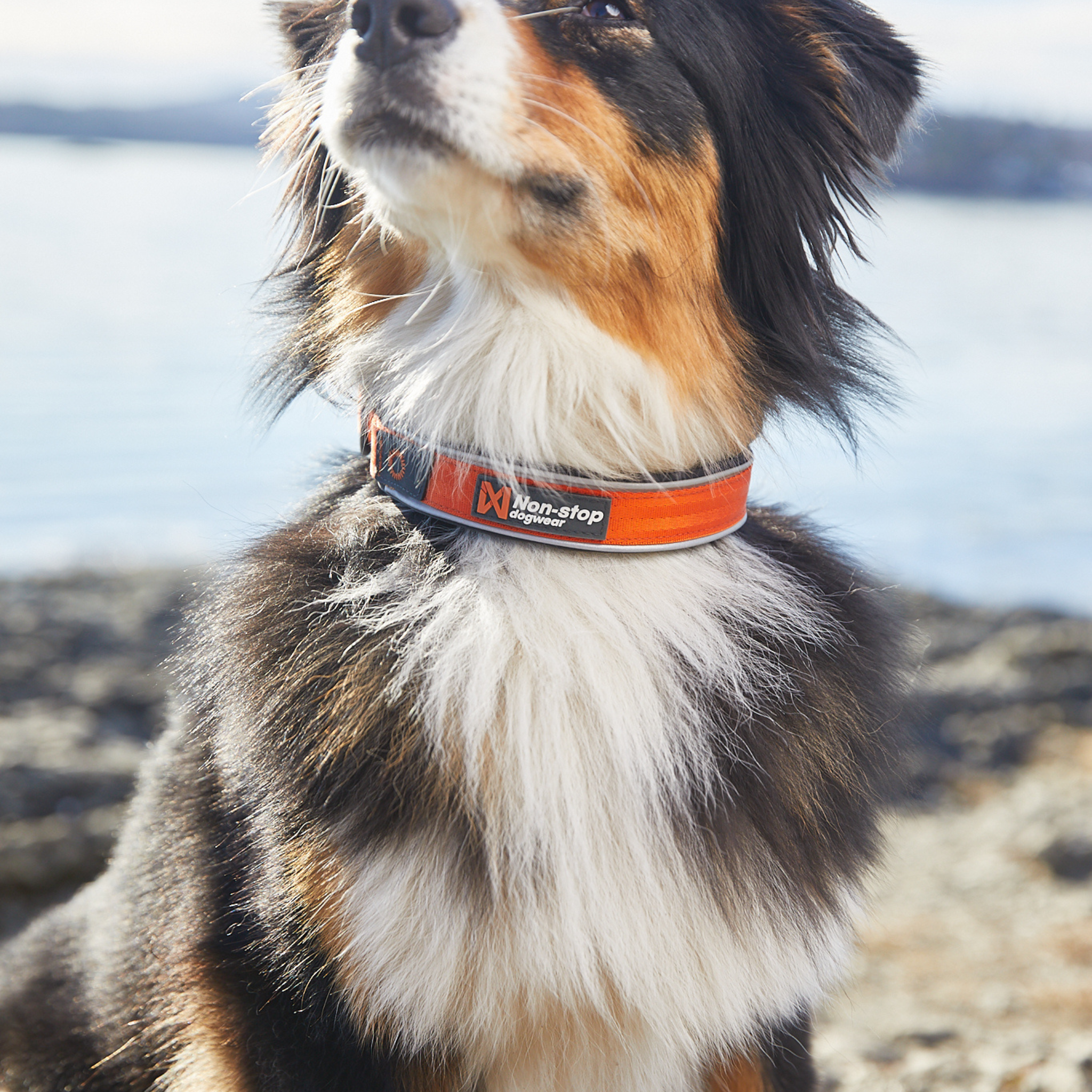 Cruise collar - Polstret halvstrup halsbånd | Sort