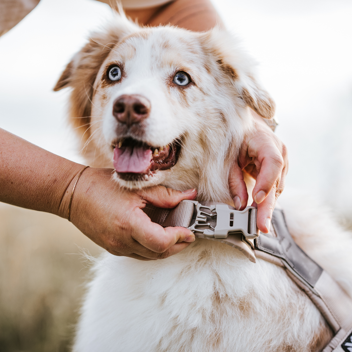 Trekking Line CLIP'N™- Hundesele | Sand