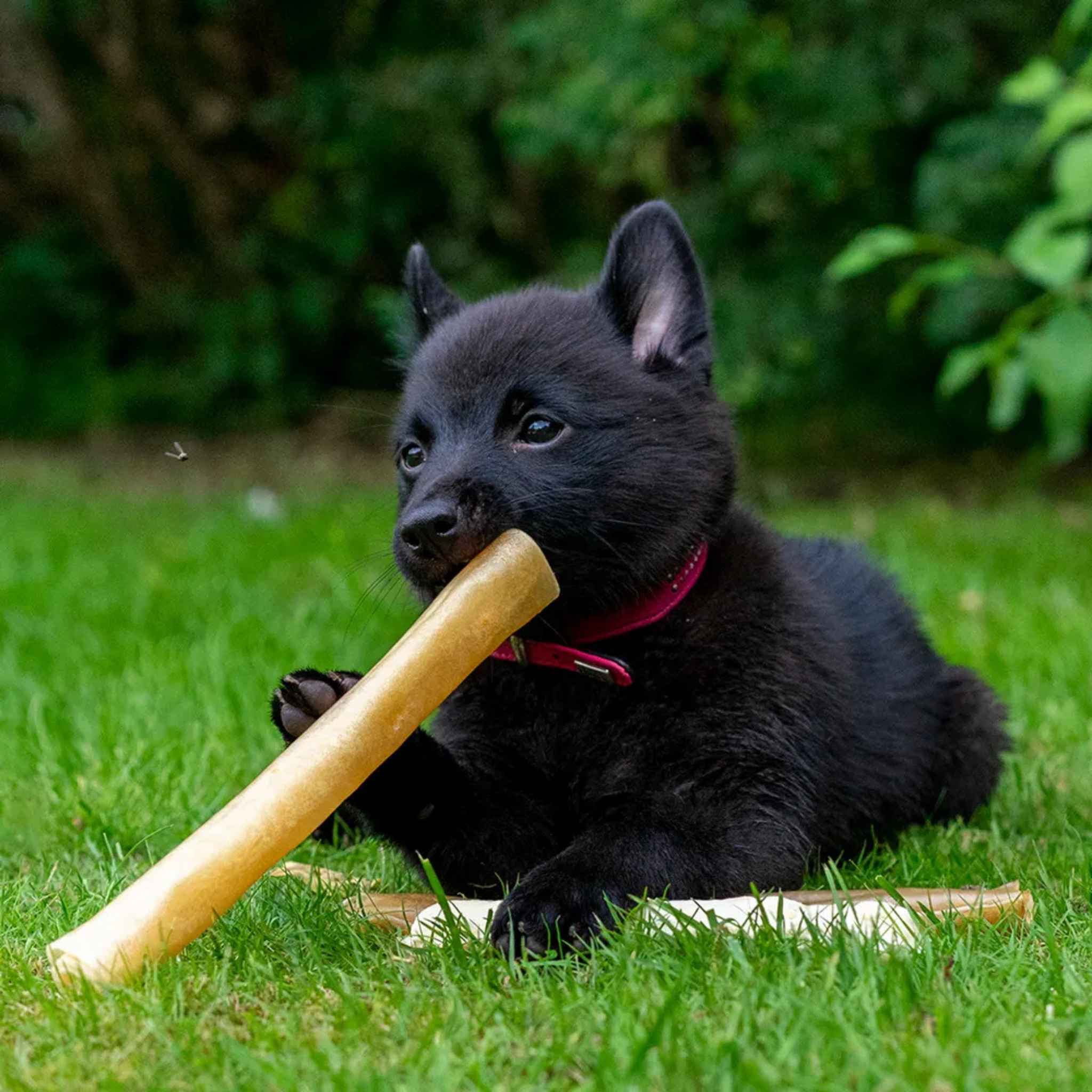 Premium Chewing Roll Puppy - Tyggepinne av Elg og Hjort