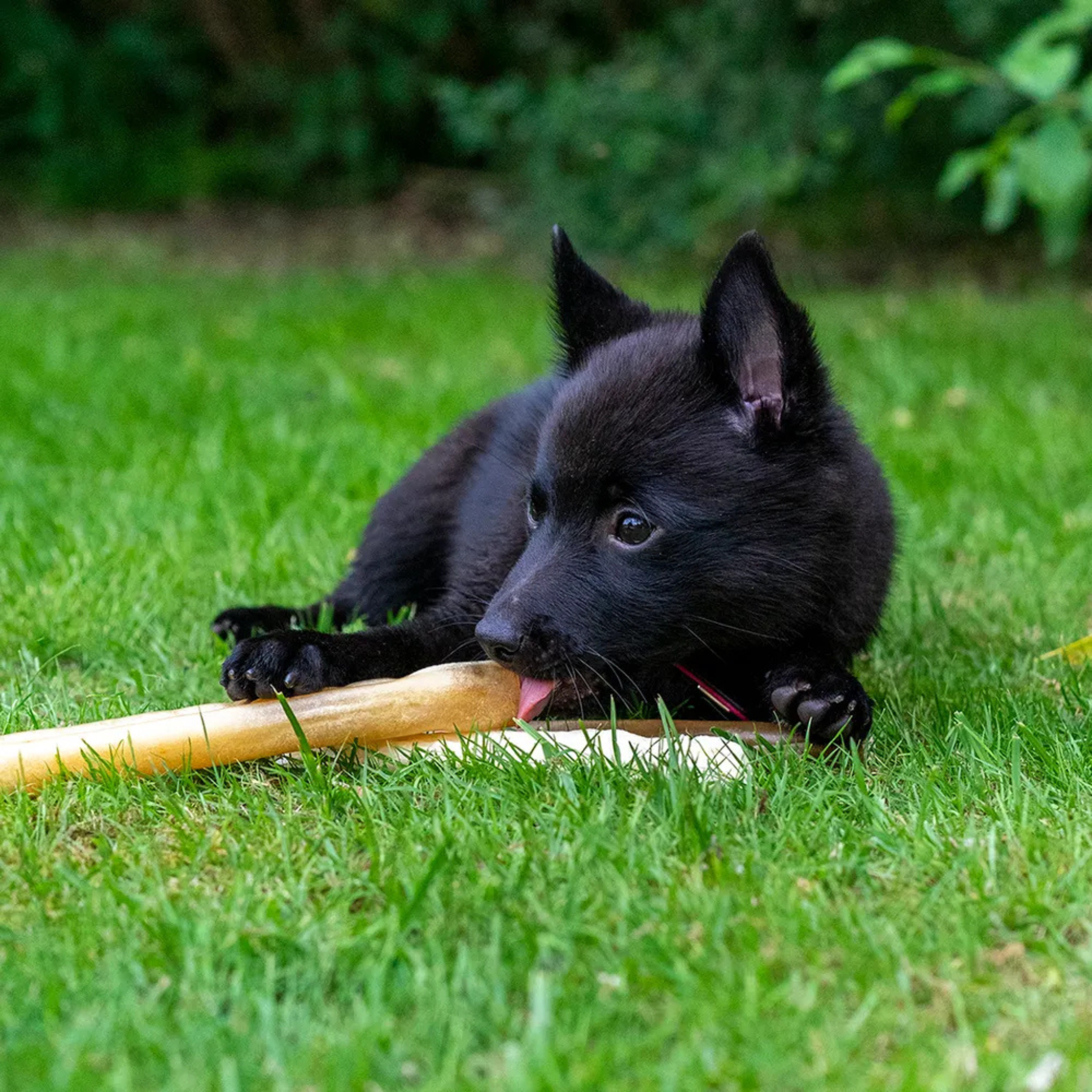 Premium Chewing Roll Puppy - Tyggepinne av Elg og Hjort
