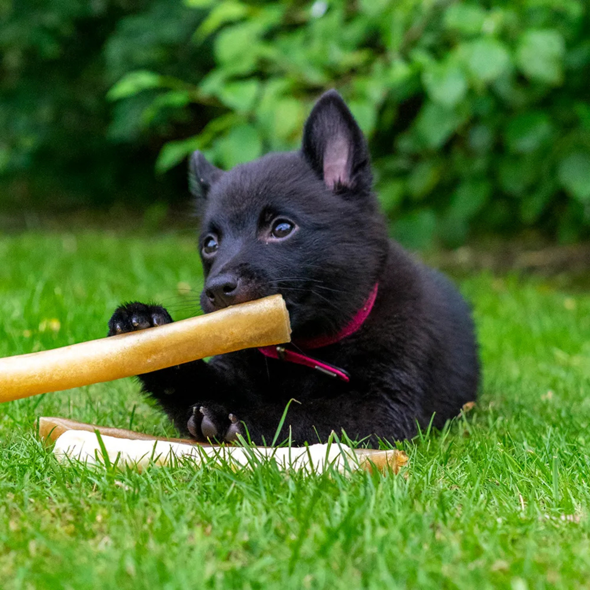 Premium Chewing Roll Puppy - Tyggepinne av Elg og Hjort