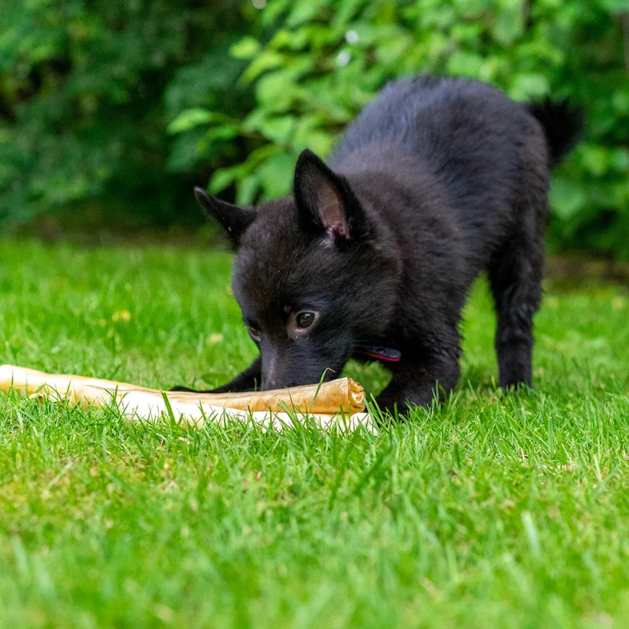 Premium Chewing Roll Puppy - Tyggepinne av Elg og Hjort