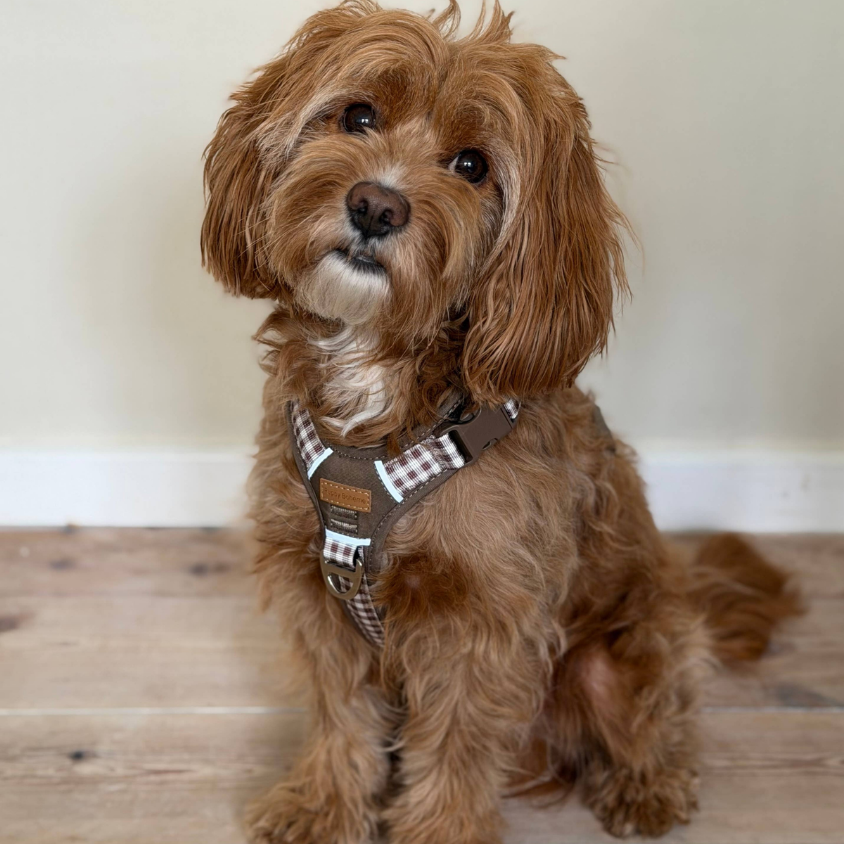 Puppy Bohème Coco - Hundesele