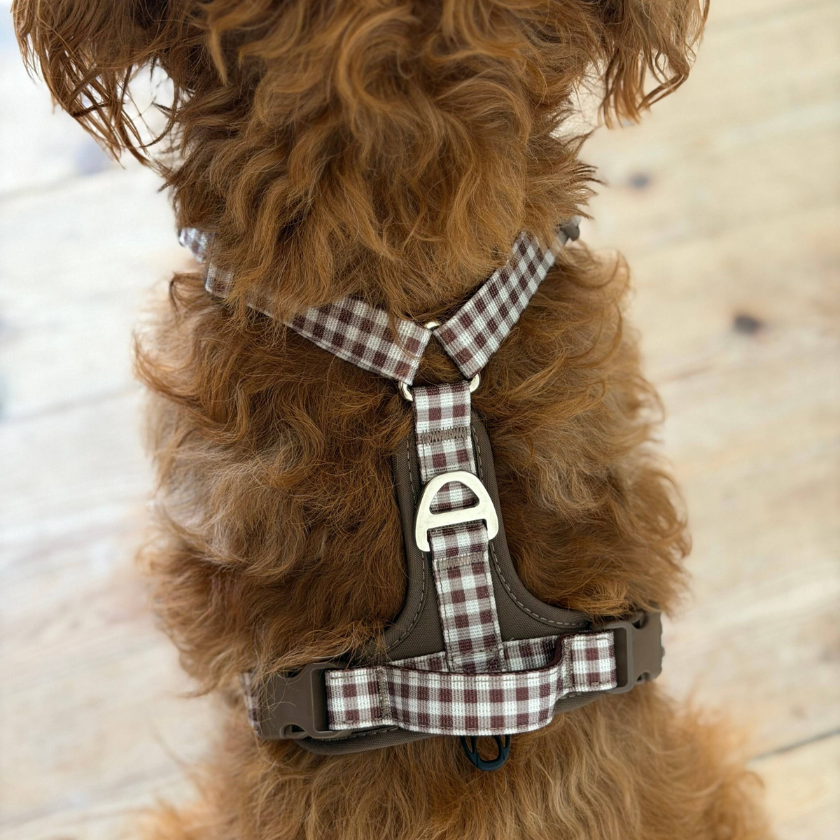 Puppy Bohème Coco - Hundesele