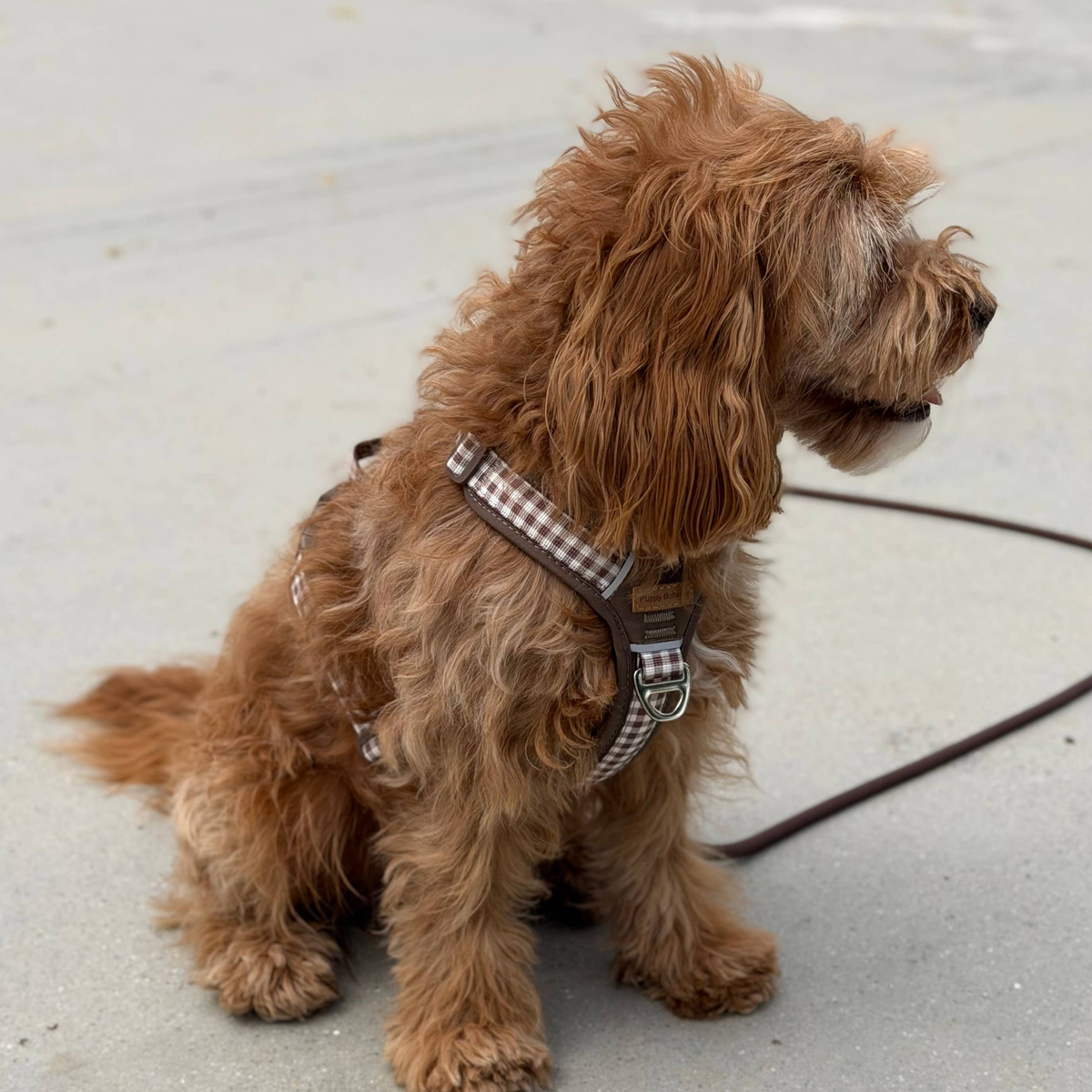Puppy Bohème Coco - Hundesele