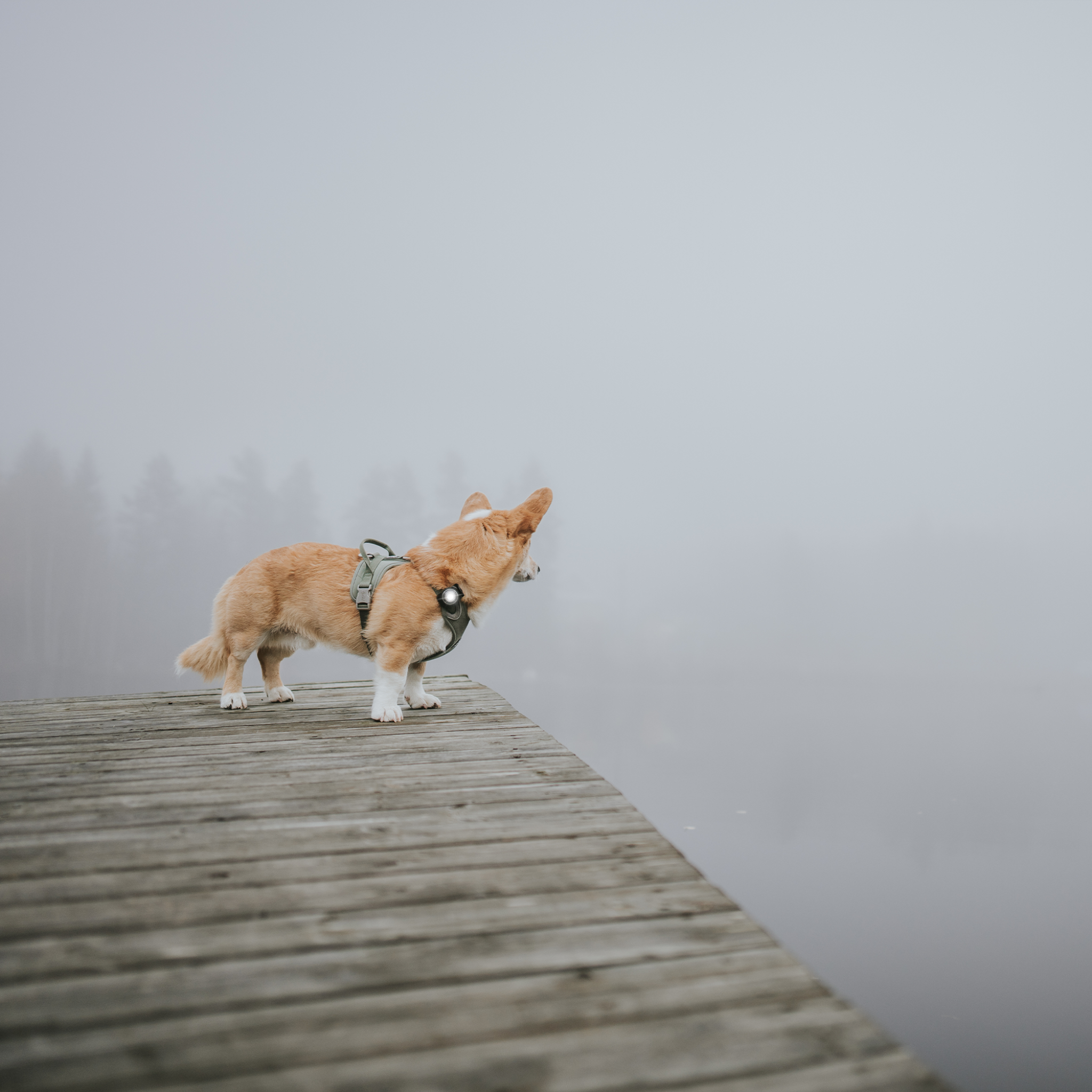Safety light Dog Dual - LED-lys med batteri | Hvit
