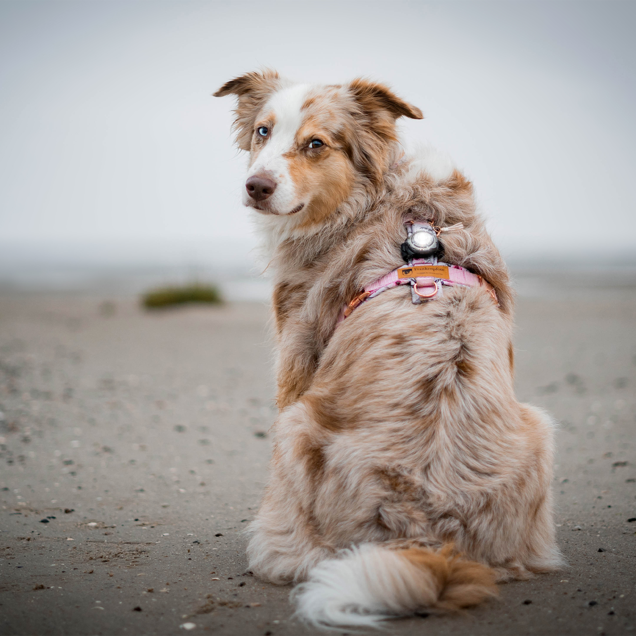 Safety light Dog Dual - LED-lys med batteri | Hvit