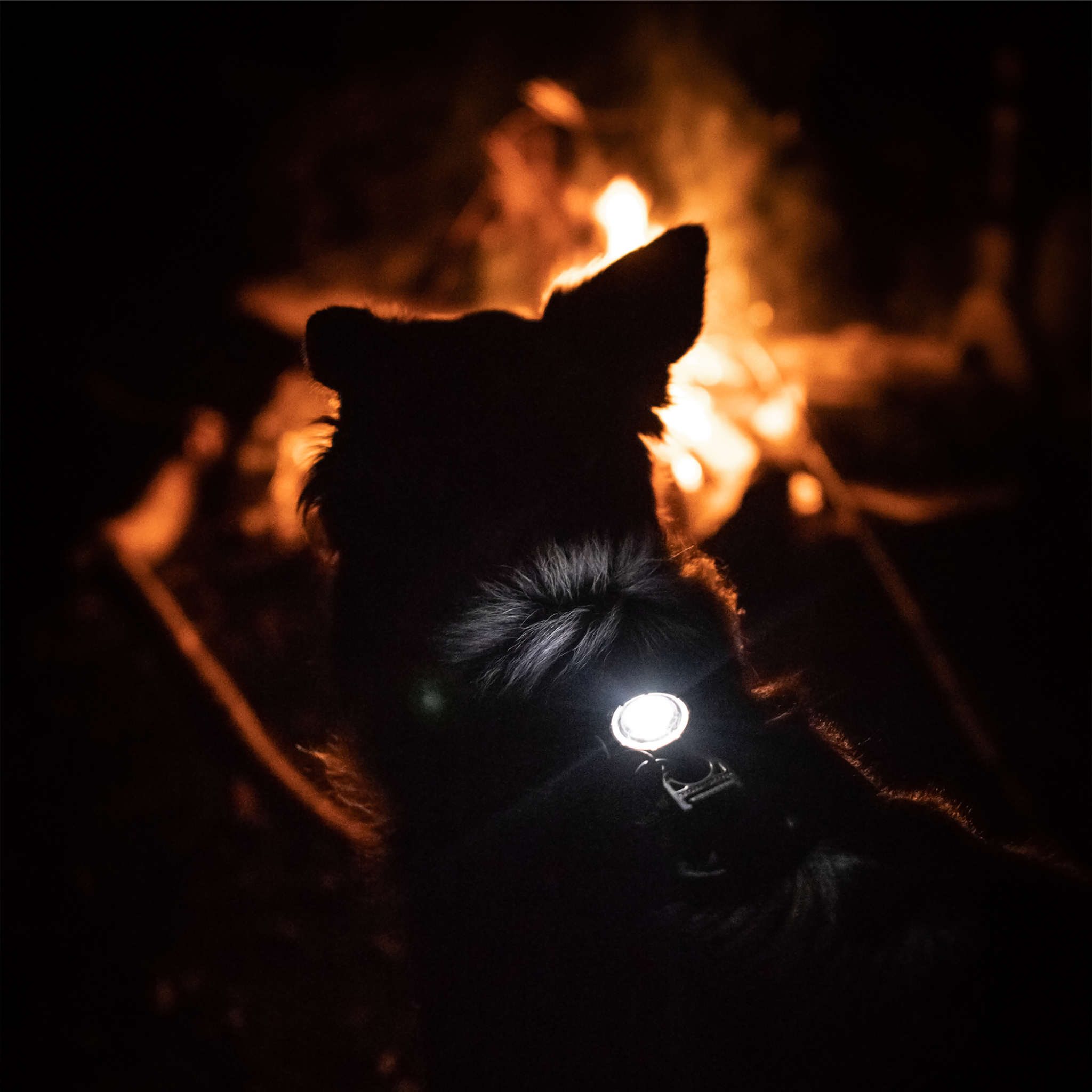 Safety light Dog Dual - LED-lys med batteri | Hvit