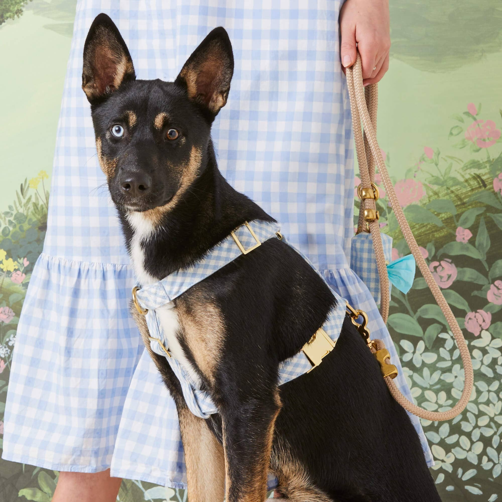 Sky Blue Gingham Spring - Hundehalsbånd
