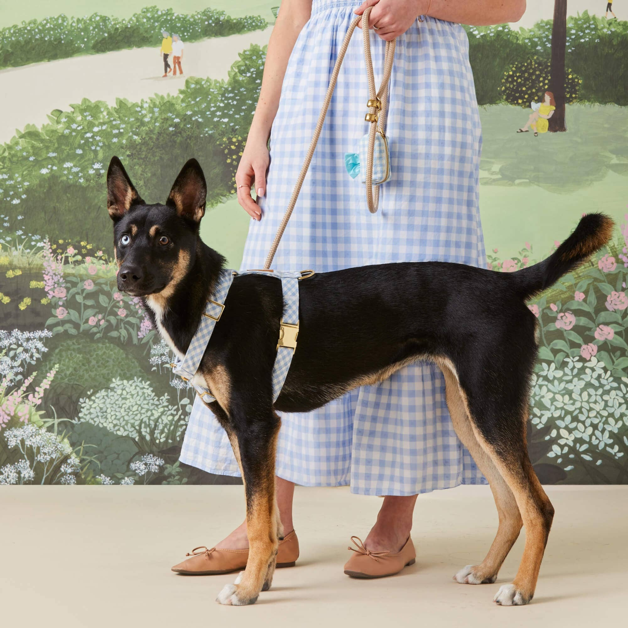 Sky Blue Gingham Spring - Hundehalsbånd