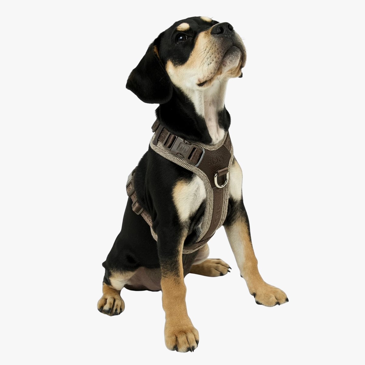 Numa Dog Harness | Mocha