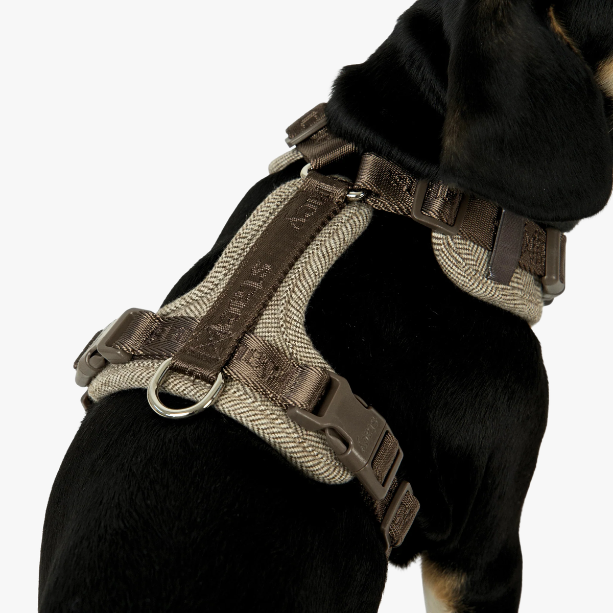 Numa Dog Harness | Mocha