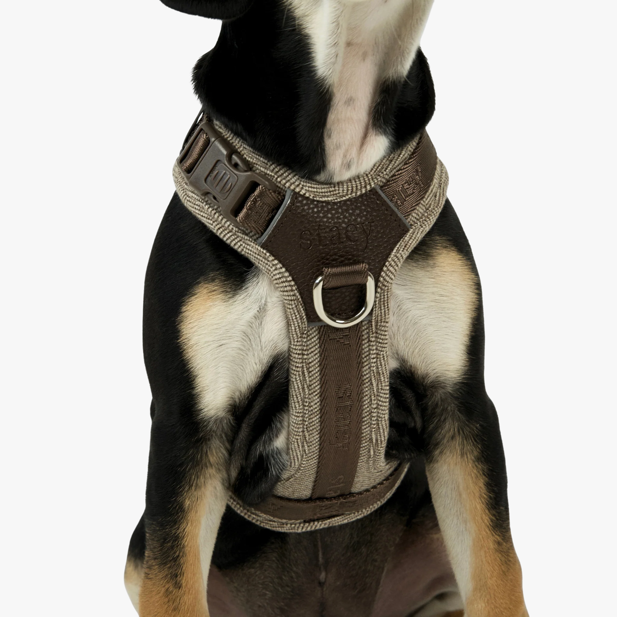 Numa Dog Harness | Mocha