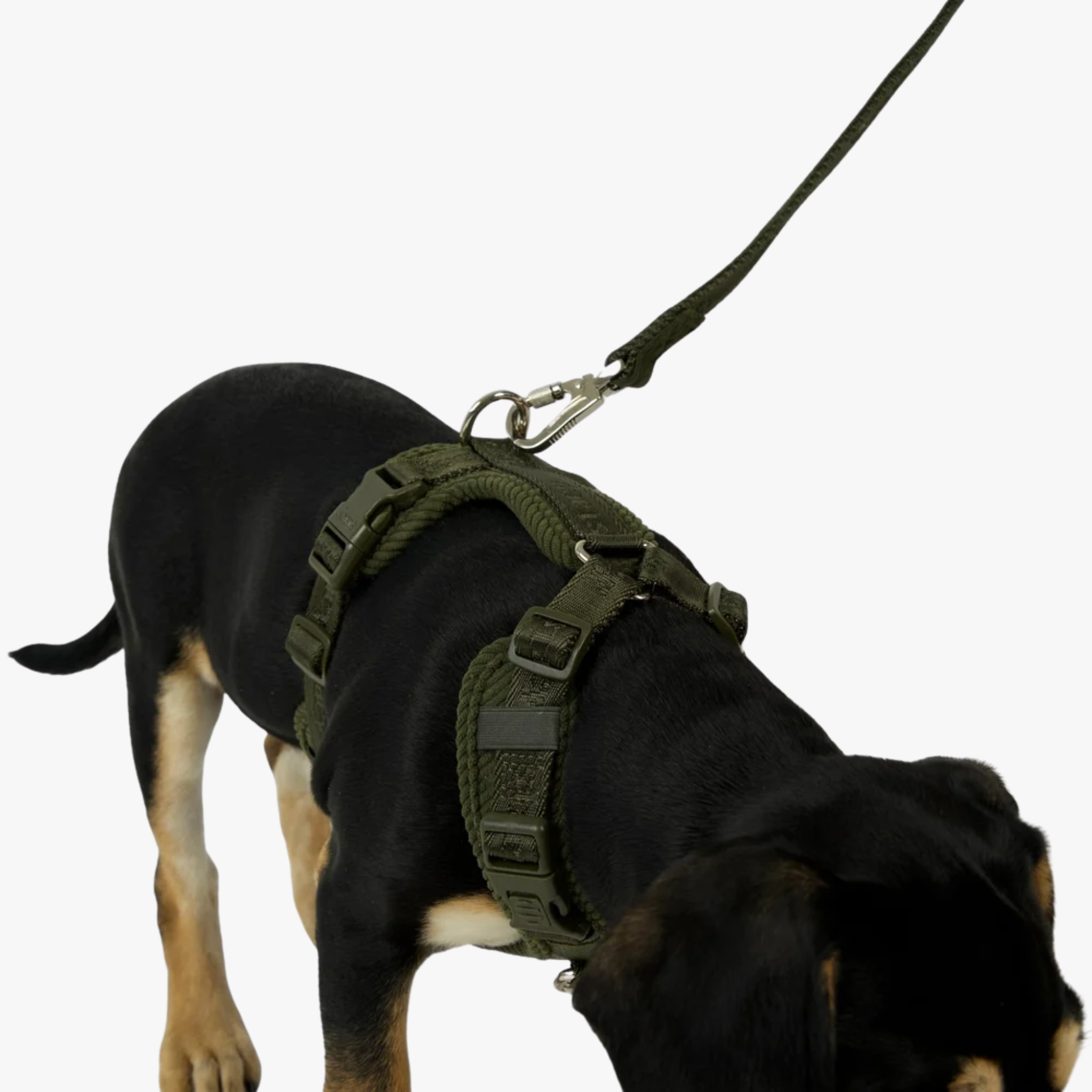 Numa - Justerbar hundesele | Moss Green