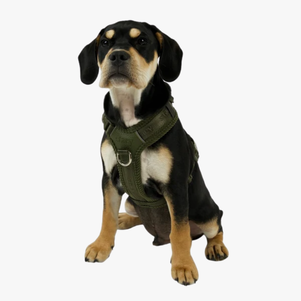 Numa - Justerbar hundesele | Moss Green