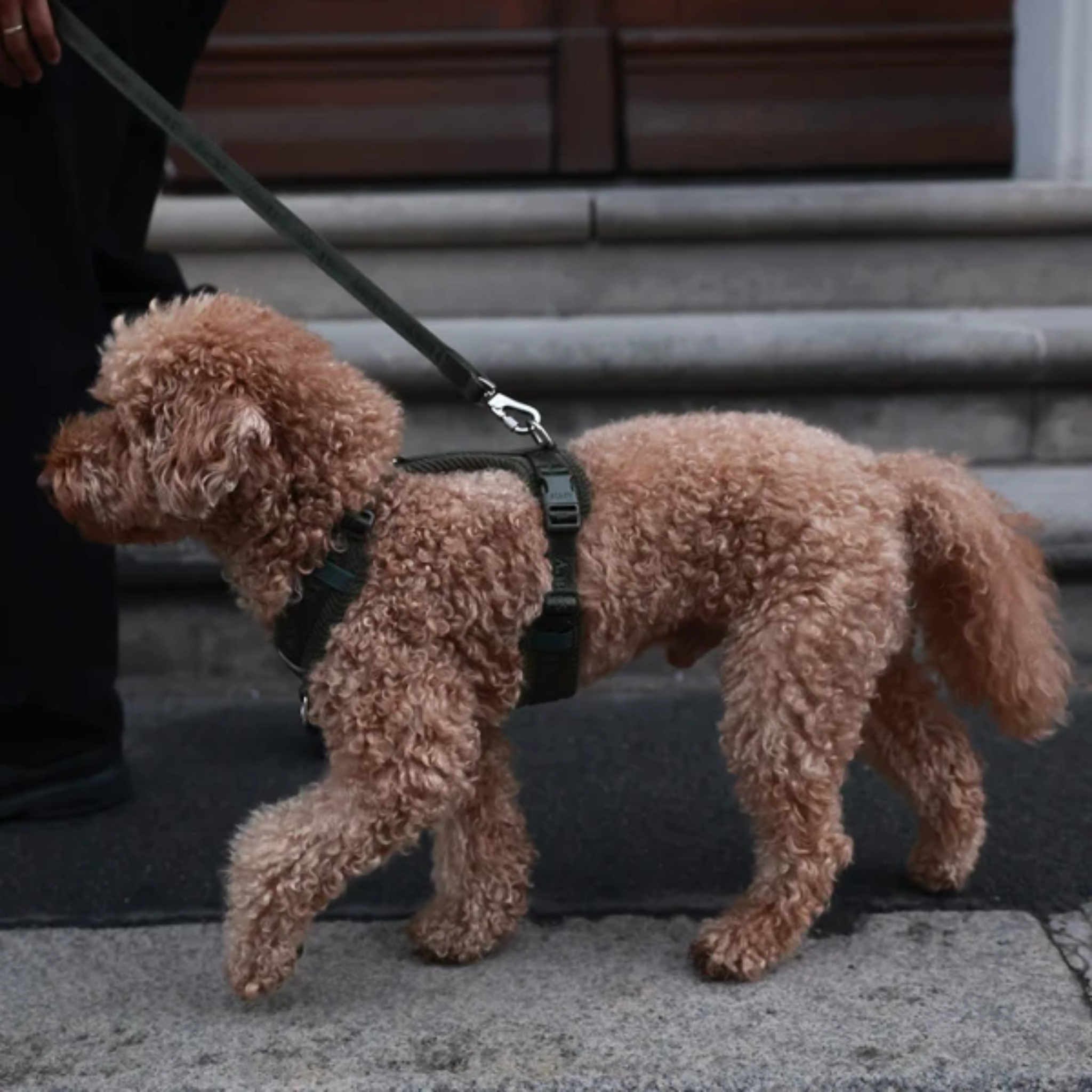Numa - Justerbar hundesele | Moss Green