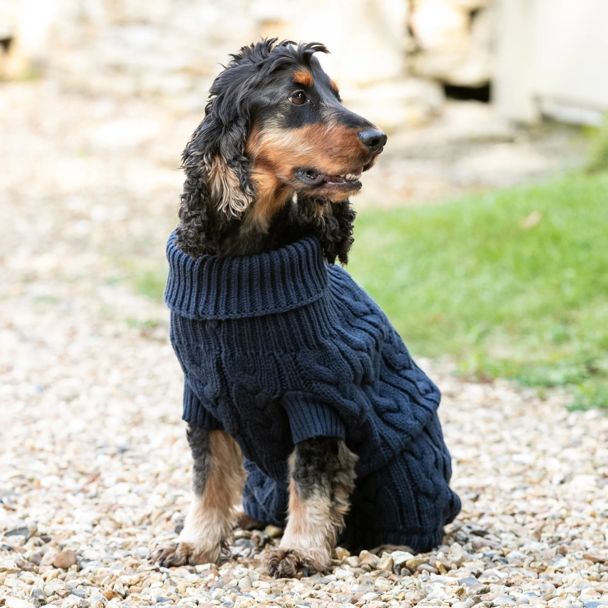 Hackett x Hugo & Hudson – Strikkegenser til hund Marineblå