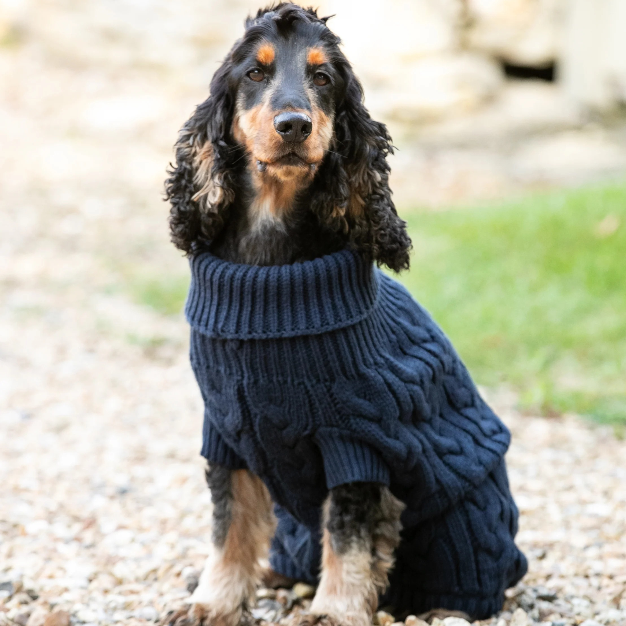 Hackett x Hugo & Hudson – Strikkegenser til hund Marineblå