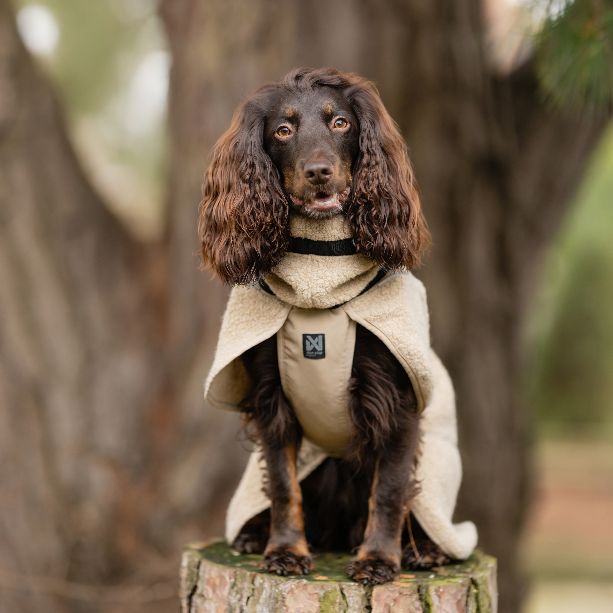 Wool Dog Jacket - Klassisk ulldekken | Beige