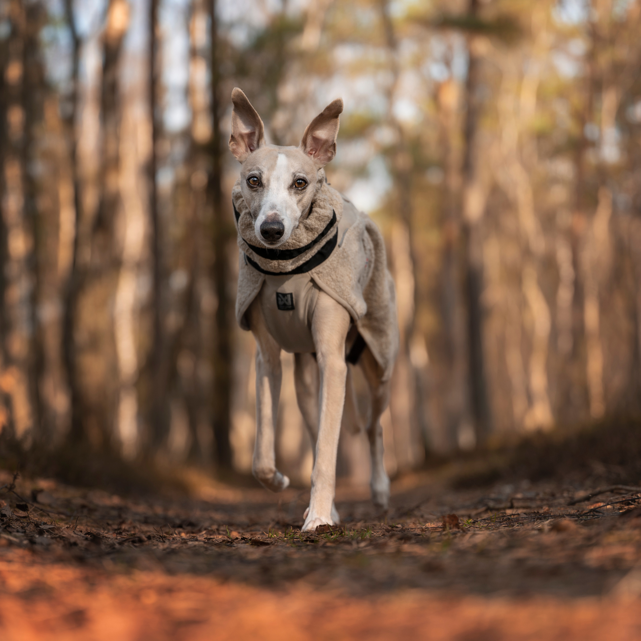 Wool Dog Jacket - Klassisk ulldekken | Beige