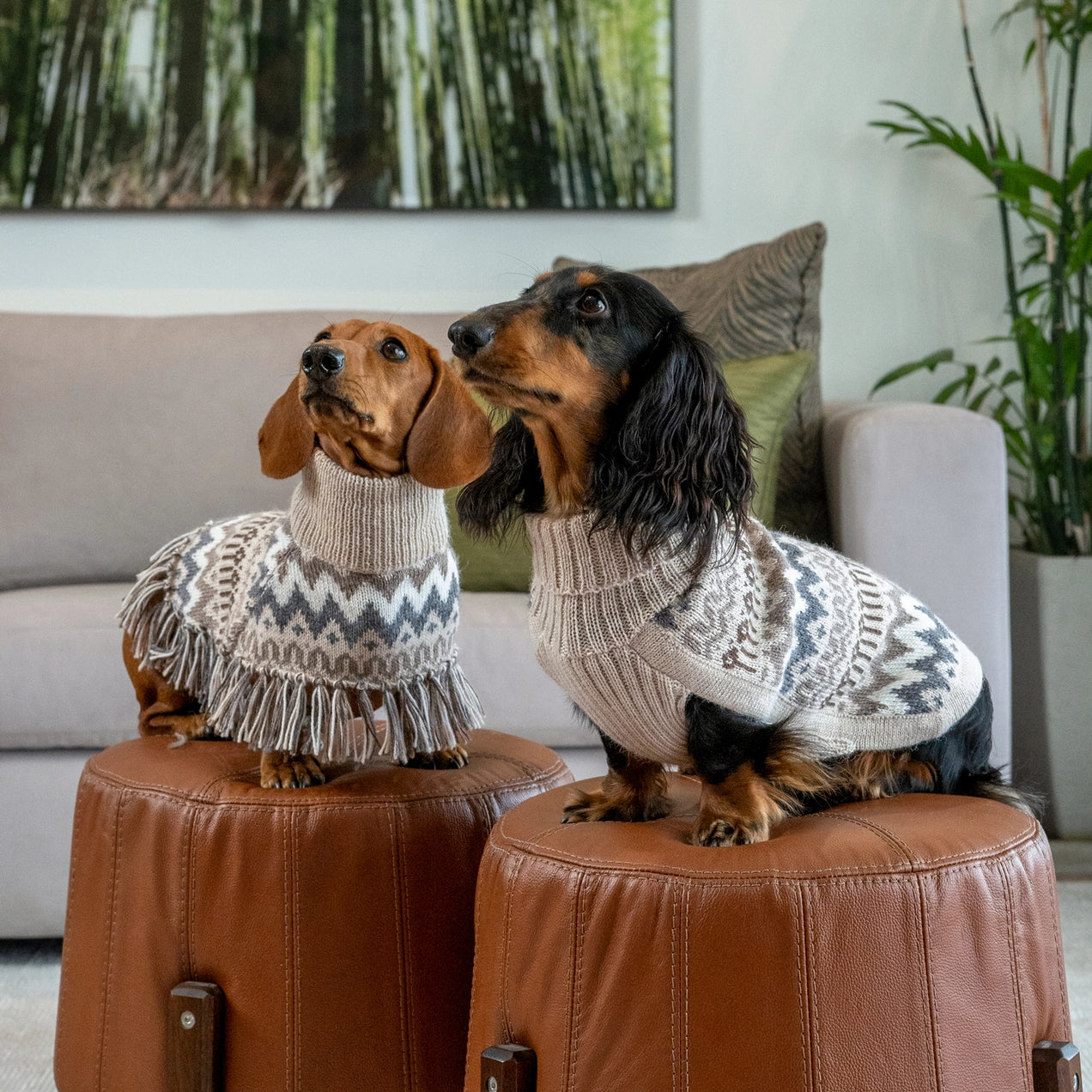Woolly Winter – Alpaca hundegenser