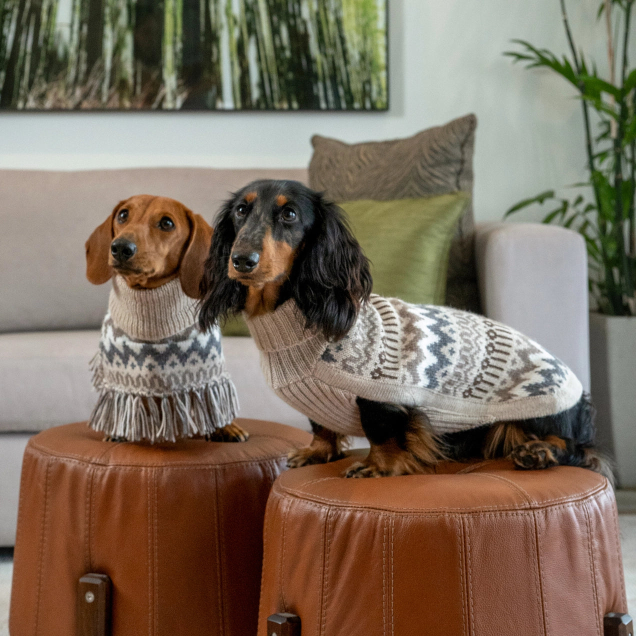 Woolly Winter – Alpaca hundegenser