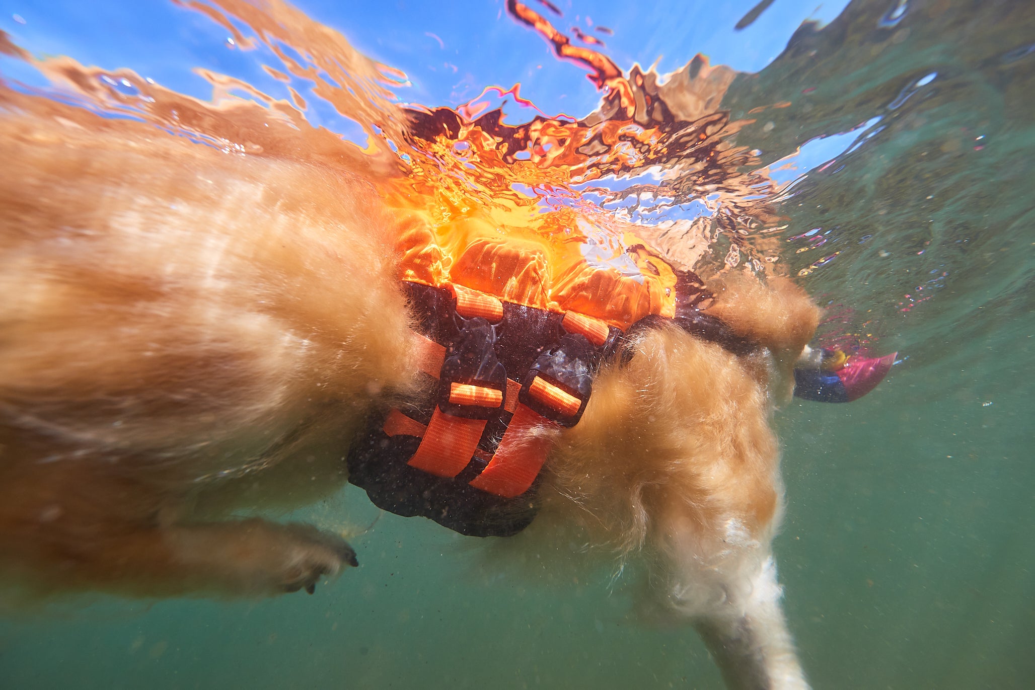 Protector life jacket - Redningsvest til hund