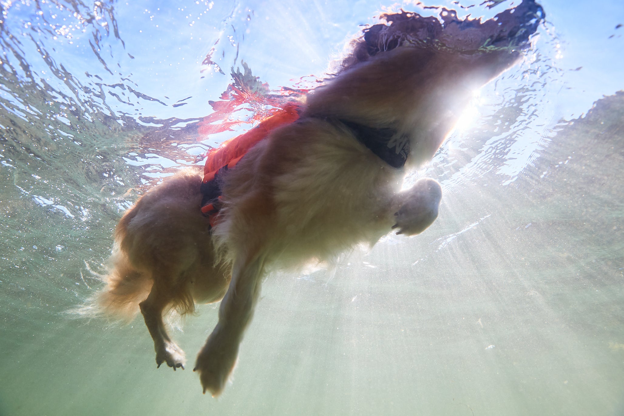Protector life jacket - Redningsvest til hund