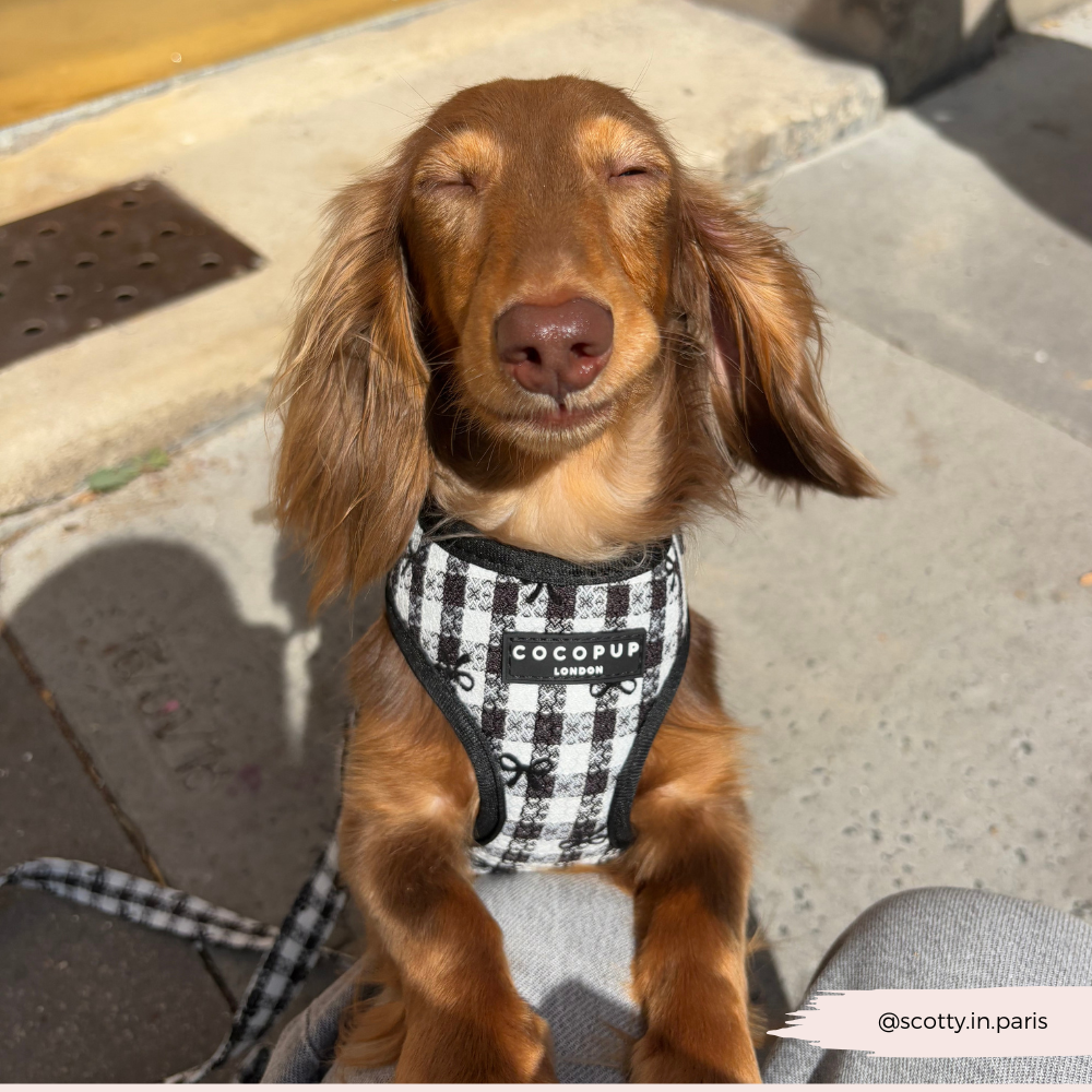 Pup in Paris - Justerbar hundesele