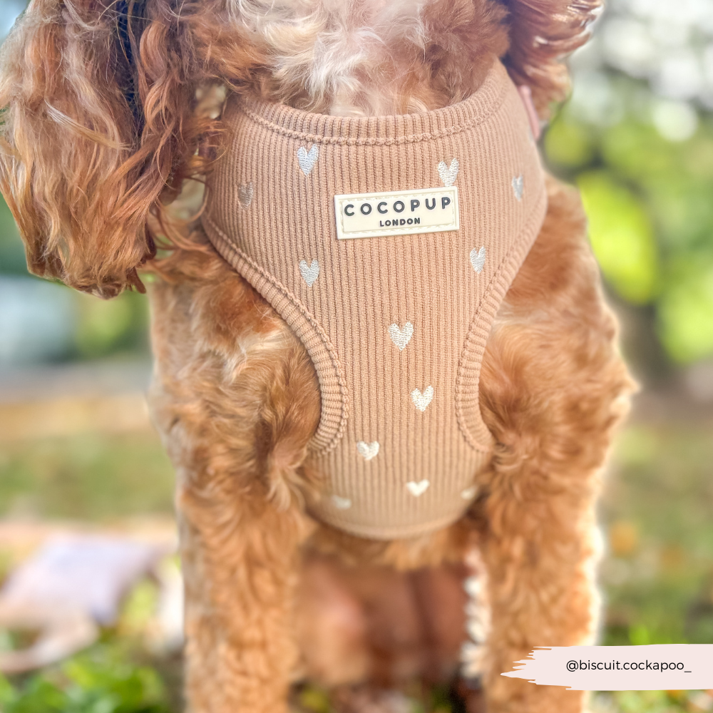 Chai Hearts – Hundesele
