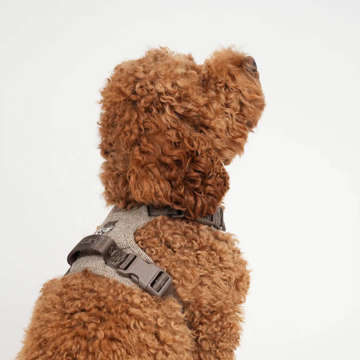 Elma - Hundesele | Mocca