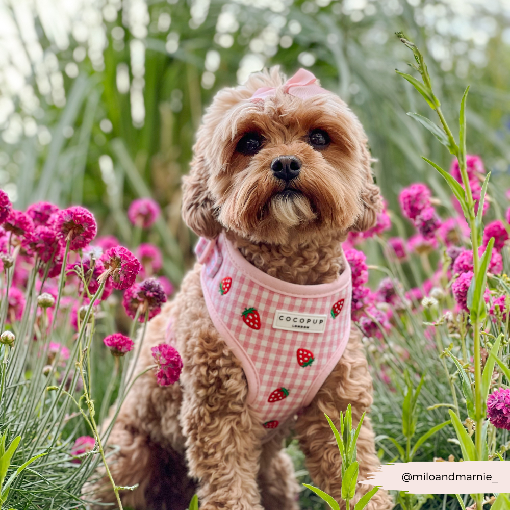 Strawberry Picnic Pup - Hundesele