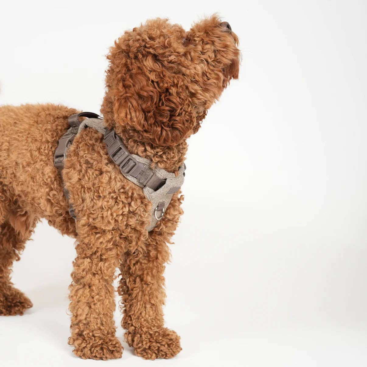 Elma - Hundesele | Mocca