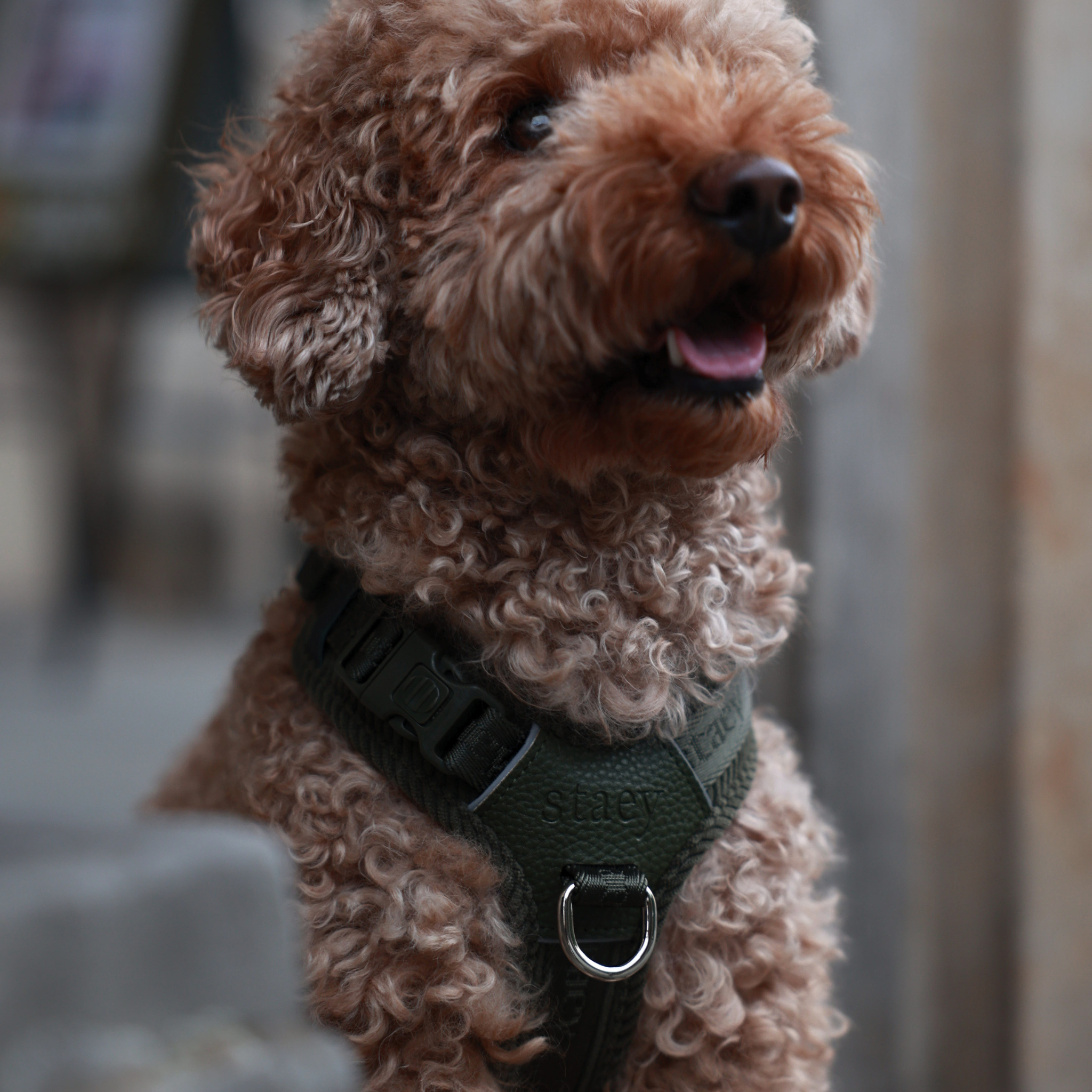 Numa - Justerbar hundesele | Moss Green