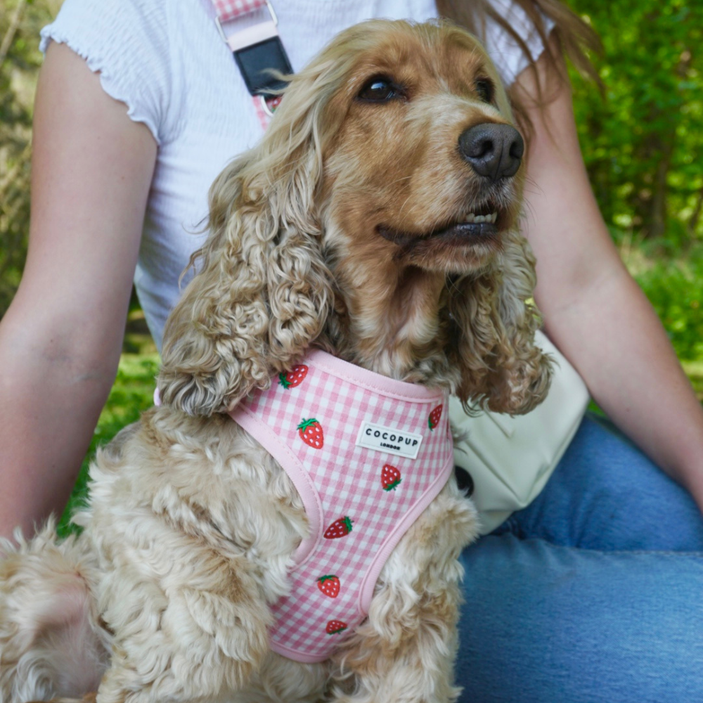 Strawberry Picnic Pup - Hundesele