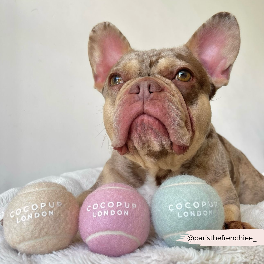 Cocopup London – Tennisball til hund | Flere farger