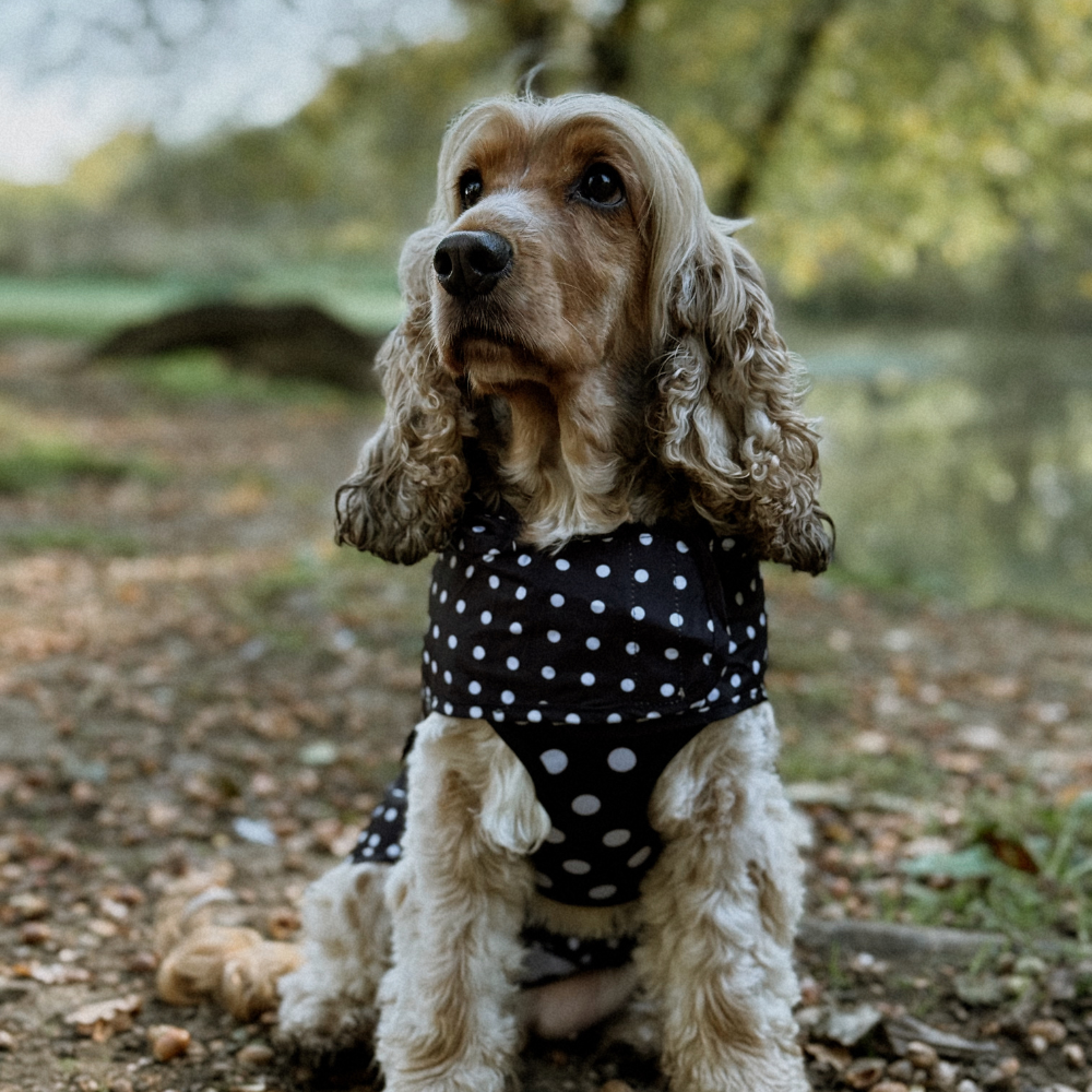 Black Polka Dot - Regnjakke til hund